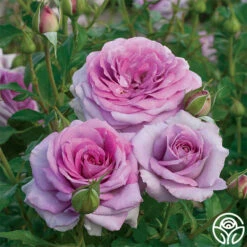 Violet's Pride™ -HEIRLOOM ROSES Sales 1