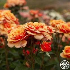 About Face™ -HEIRLOOM ROSES Sales About Face 01