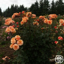 About Face™ -HEIRLOOM ROSES Sales About Face 012