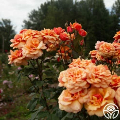 About Face™ -HEIRLOOM ROSES Sales About Face 018