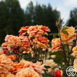 About Face™ -HEIRLOOM ROSES Sales About Face 02