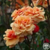 About Face™ -HEIRLOOM ROSES Sales About Face 0234