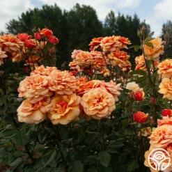 About Face™ -HEIRLOOM ROSES Sales About Face 03