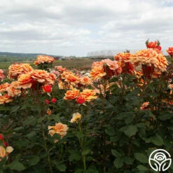 Front Page -HEIRLOOM ROSES Sales About Face 04