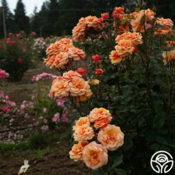 About Face™ -HEIRLOOM ROSES Sales About Face 07