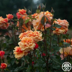 About Face™ -HEIRLOOM ROSES Sales About Face 08