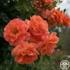 Above All™ -HEIRLOOM ROSES Sales Above All 1
