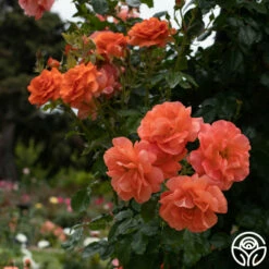 Above All™ -HEIRLOOM ROSES Sales Above All 3