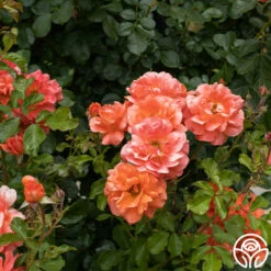 Above All™ -HEIRLOOM ROSES Sales Above All 4
