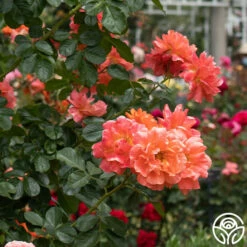 Above All™ -HEIRLOOM ROSES Sales Above All 5