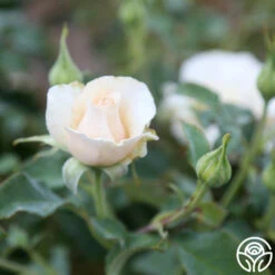 Adriana -HEIRLOOM ROSES Sales Adriana 3