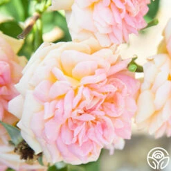 Alchymist 28 Alchymist -HEIRLOOM ROSES Sales Alchymist 111