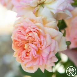 Alchymist 20 Alchymist -HEIRLOOM ROSES Sales Alchymist 12