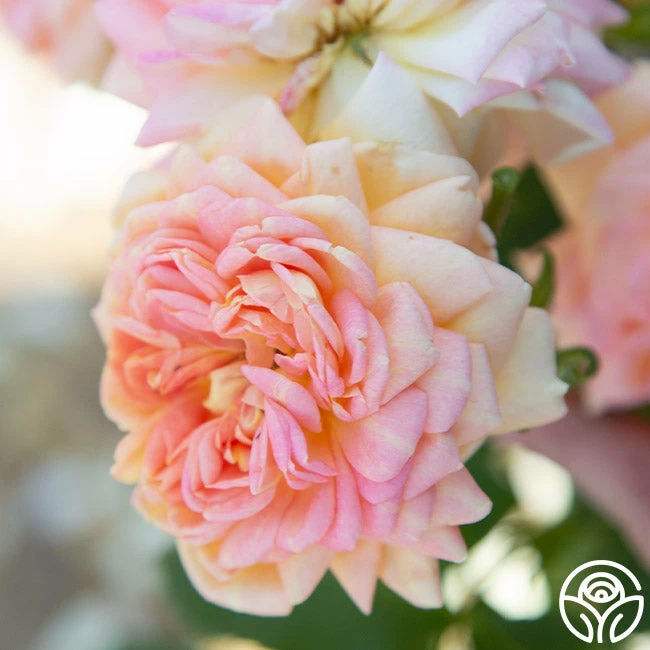 Alchymist 7 Alchymist - Image 5