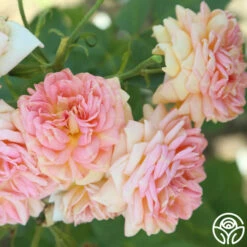 Alchymist 19 Alchymist -HEIRLOOM ROSES Sales Alchymist 13