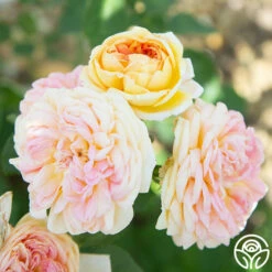 Alchymist 23 Alchymist -HEIRLOOM ROSES Sales Alchymist 14