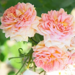 Alchymist 22 Alchymist -HEIRLOOM ROSES Sales Alchymist 16