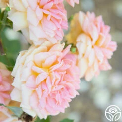 Alchymist 25 Alchymist -HEIRLOOM ROSES Sales Alchymist 17