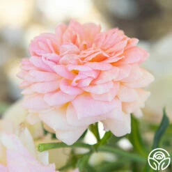 Alchymist 29 Alchymist -HEIRLOOM ROSES Sales Alchymist 18