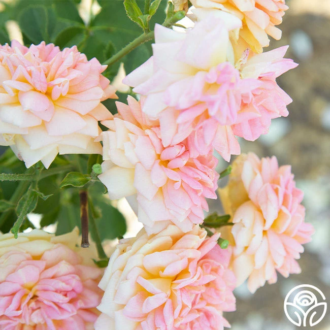 Alchymist 5 Alchymist - Image 3