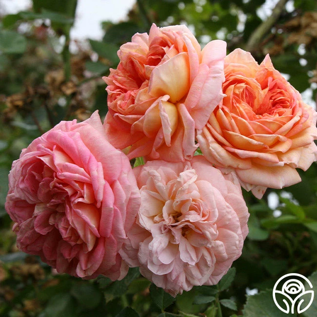 Alchymist 4 Alchymist - Image 2