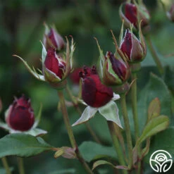 Alec's Red® 25 Alec's Red® -HEIRLOOM ROSES Sales Alec s Red 11