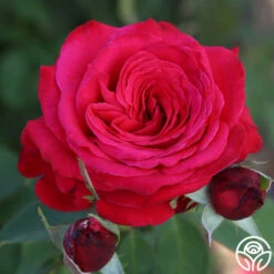 Alec's Red® 29 Alec's Red® -HEIRLOOM ROSES Sales Alec s Red 21