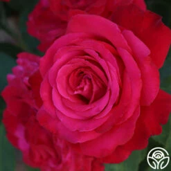 Alec's Red® 18 Alec's Red® -HEIRLOOM ROSES Sales Alec s Red 23