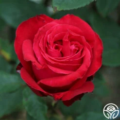 Alec's Red® 22 Alec's Red® -HEIRLOOM ROSES Sales Alec s Red 37