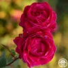 Alexander Mackenzie -HEIRLOOM ROSES Sales Alexander Mackenzie 45