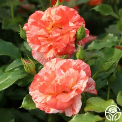 Alfred Sisley -HEIRLOOM ROSES Sales Alfred Sisley 12