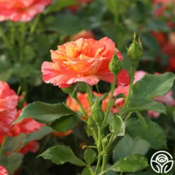 Alfred Sisley -HEIRLOOM ROSES Sales Alfred Sisley 14