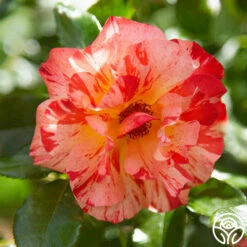 Alfred Sisley -HEIRLOOM ROSES Sales Alfred Sisley011