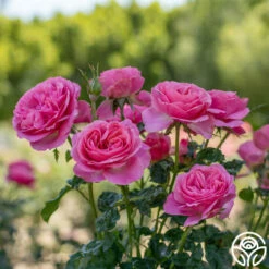 All Dressed Up™ -HEIRLOOM ROSES Sales All Dressed Up 1