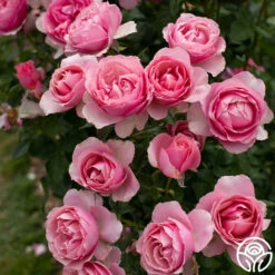 Front Page -HEIRLOOM ROSES Sales All Dressed Up 15