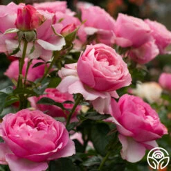 All Dressed Up™ -HEIRLOOM ROSES Sales All Dressed Up 3