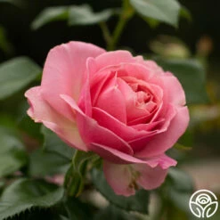 All Dressed Up™ -HEIRLOOM ROSES Sales All Dressed Up 4