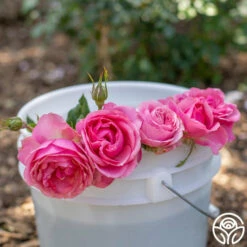 All Dressed Up™ -HEIRLOOM ROSES Sales All Dressed Up 5