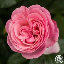 All Dressed Up™ -HEIRLOOM ROSES Sales All Dressed Up 6