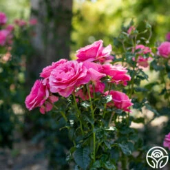 All Dressed Up™ -HEIRLOOM ROSES Sales All Dressed Up2