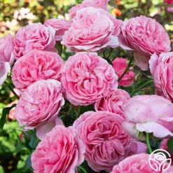 All Dressed Up™ -HEIRLOOM ROSES Sales All Dressed up 2