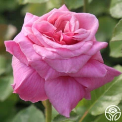 Front Page -HEIRLOOM ROSES Sales Aloha 11