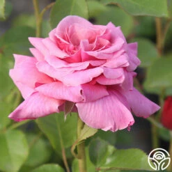 Aloha -HEIRLOOM ROSES Sales Aloha 12