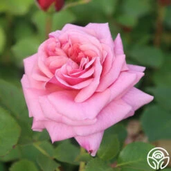 Aloha -HEIRLOOM ROSES Sales Aloha 13