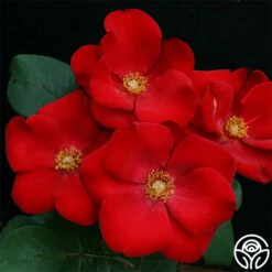 Altissimo® 11 Altissimo® -HEIRLOOM ROSES Sales Altisimo 111