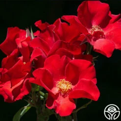 Altissimo® 12 Altissimo® -HEIRLOOM ROSES Sales Altisimo 112