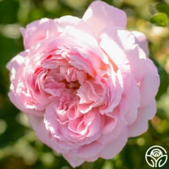 Amazing Grace™ 21 Amazing Grace™ -HEIRLOOM ROSES Sales Amazing Grace 19