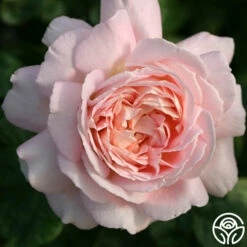 Amazing Grace™ 27 Amazing Grace™ -HEIRLOOM ROSES Sales Amazing Grace 221