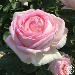 Amazing Grace™ 26 Amazing Grace™ -HEIRLOOM ROSES Sales Amazing Grace 23