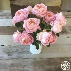 Amazing Grace™ 19 Amazing Grace™ -HEIRLOOM ROSES Sales Amazing Grace 256